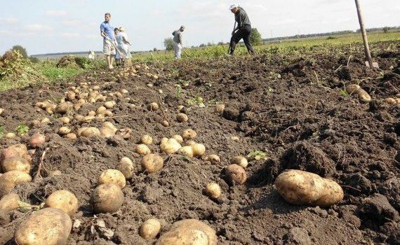 Выращивание картофеля в Молдове - AgroExpert.md