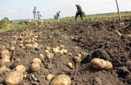 Выращивание картофеля в Молдове - AgroExpert.md