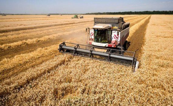 Урожай пшеницы в России в 2022 году -  AgroExpert.md