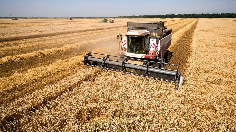Урожай пшеницы в России в 2022 году -  AgroExpert.md