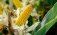 Прогноз цен на кукурузу в Украине - AgroExpert.md 