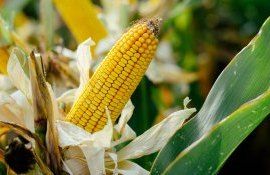 Прогноз цен на кукурузу в Украине - AgroExpert.md 
