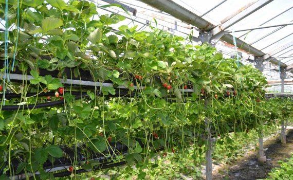 Выращивание ягод в теплице - AgroExpert.md