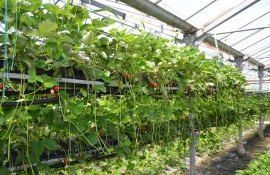 Выращивание ягод в теплице - AgroExpert.md