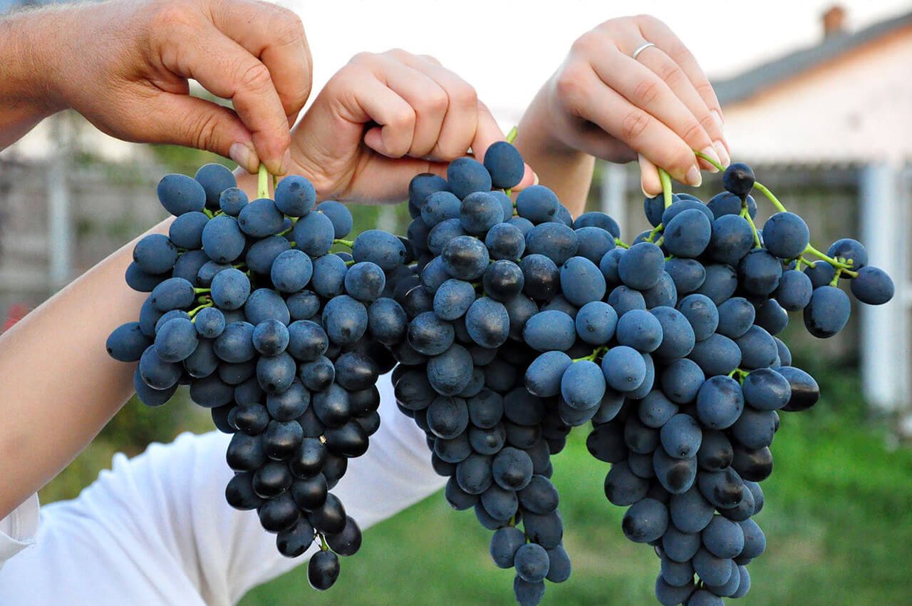 Экспорт винограда из Молдовы - AgroExpert.md