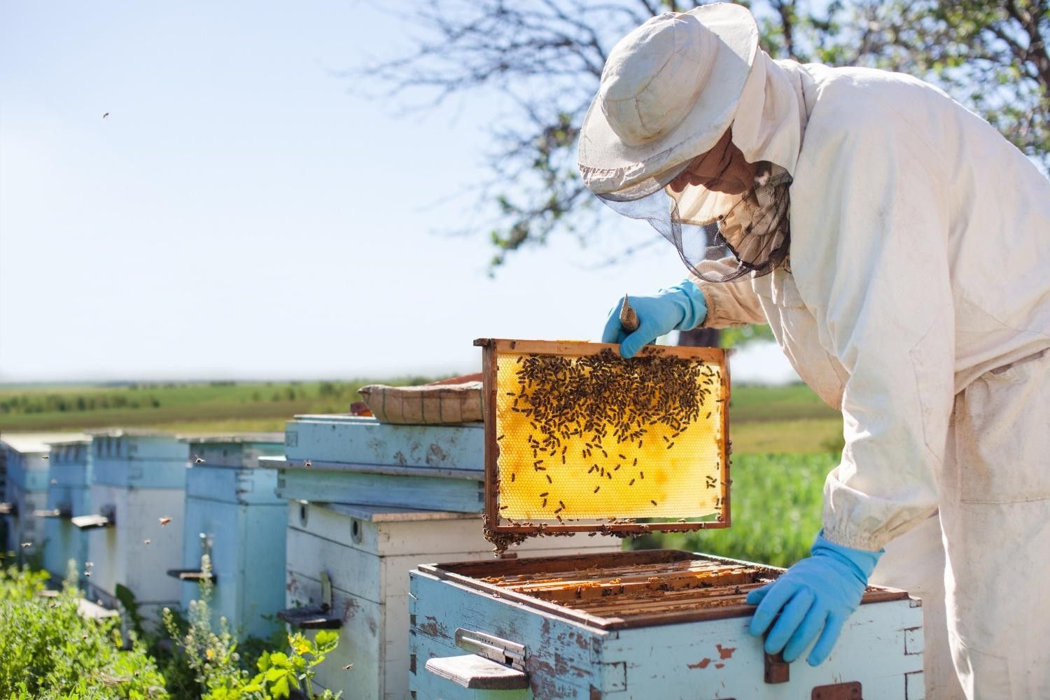 Subvenții pentru apicultori în Moldova - AgroExpert.md