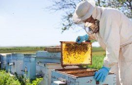 Condițiile pentru subvențiile alocate apicultorilor din Moldova