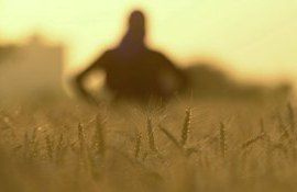 Урожай зерновых в Индии - AgroExpert.md