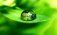 Использование биопестицидов - AgroExpert.md