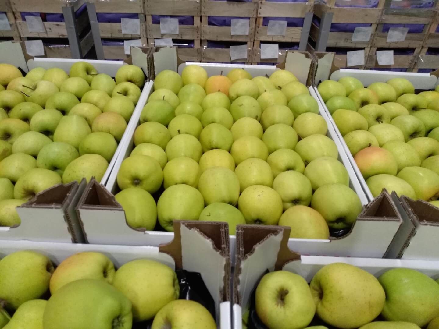 Цена на яблоки в Беларуси - AgroExpert.md