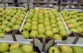 Цена на яблоки в Беларуси - AgroExpert.md