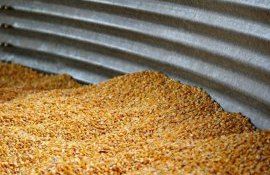 Цена на кукурузу в Украине - AgroExpert.md