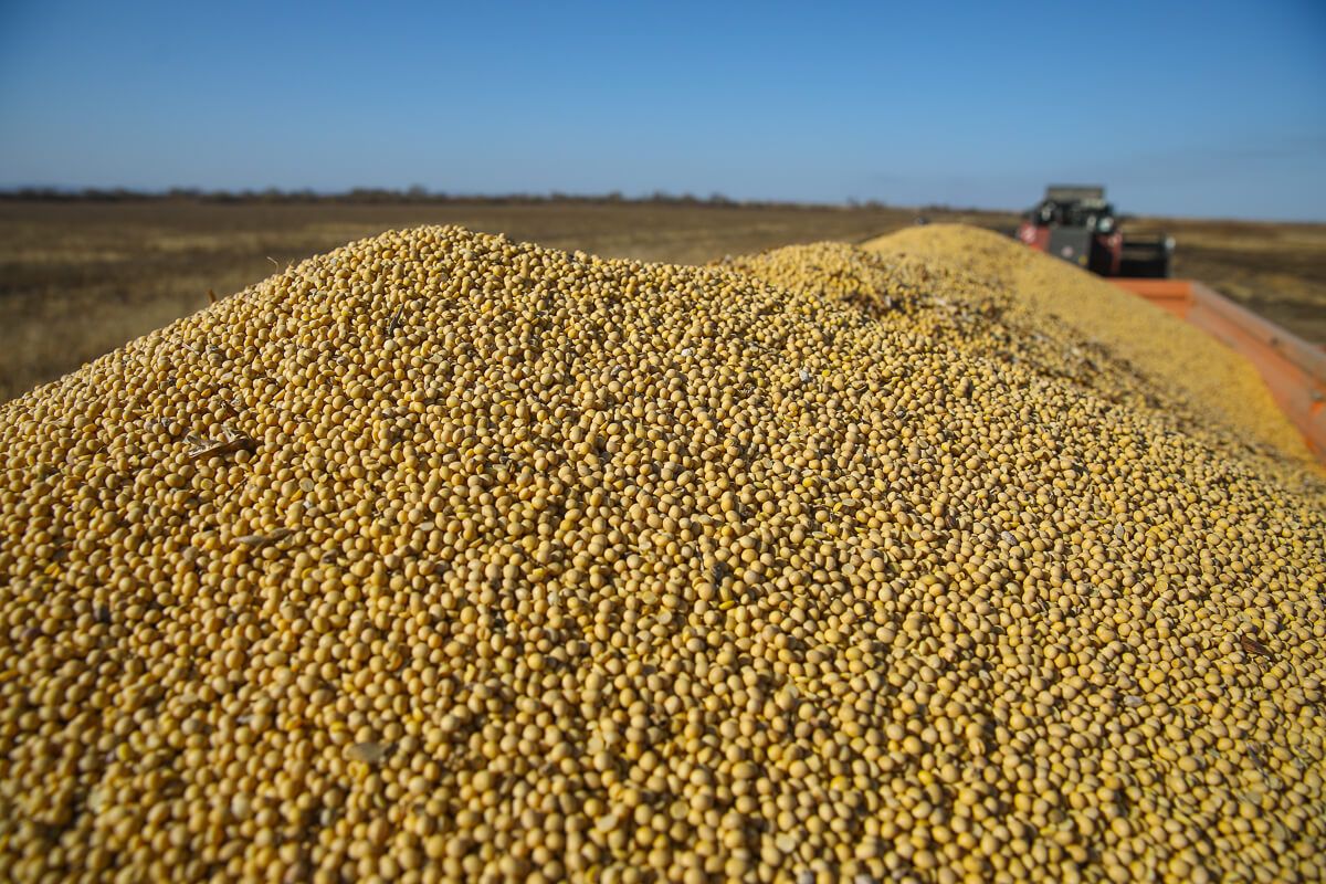 Экспорт сои и кукурузы из Аргентины - AgroExpert.md