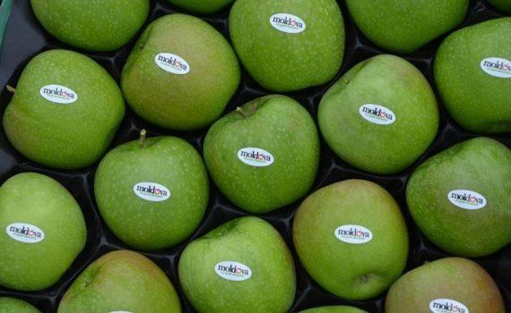 Экспорт яблок из Молдовы в Россию - AgroExpert.md