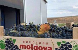 Экспорт молдавского винограда - AgroExpert.md