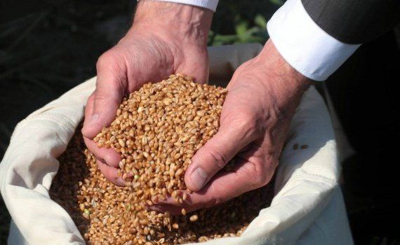 Escrocherie cu produse agricole in Moldova - AgroExpert.md