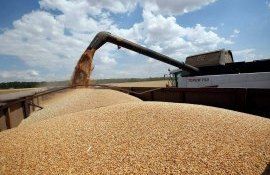 Цена на пшеницу в Украине - AgroExpert.md