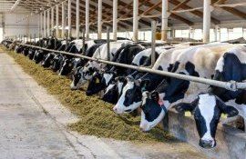 Животноводство в Нидерландах - AgroExpert.md