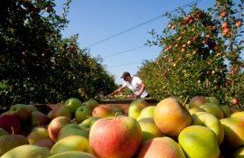 Экспорт молдавских яблок в Россию - AgroExpert.md