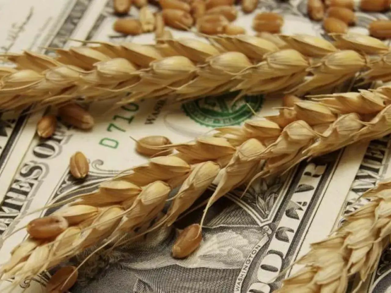 Рост цен на пшеницу - AgroExpert.md