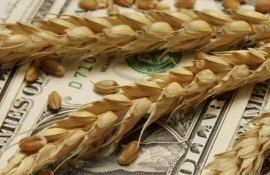 Рост цен на пшеницу - AgroExpert.md