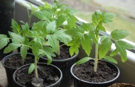 ingrasamint din foi de dafin- AgroExpert.md