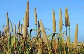 Mei african - AgroExpert.md