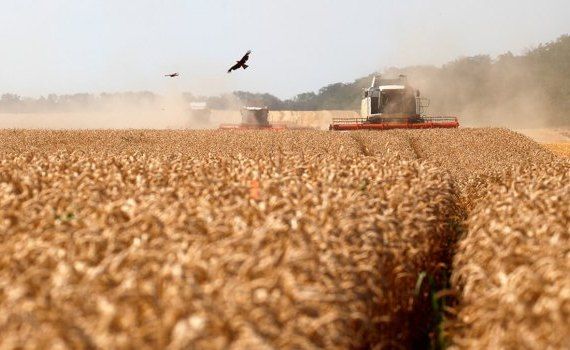 Экспорт пшеницы в Ливан - AgroExpert.md