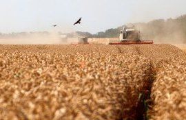 Экспорт пшеницы в Ливан - AgroExpert.md