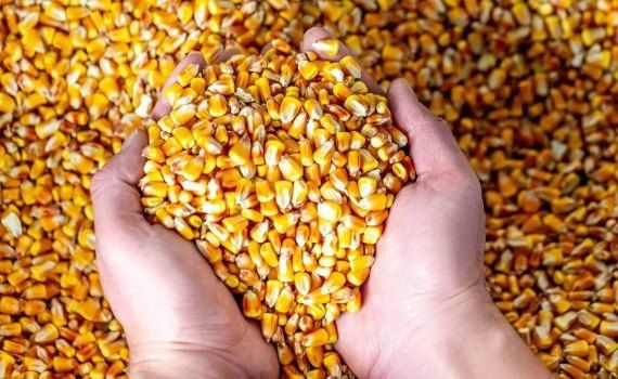 Запрет на экспорт кукурузы из Молдовы - AgroExpert.md