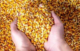 Запрет на экспорт кукурузы из Молдовы - AgroExpert.md