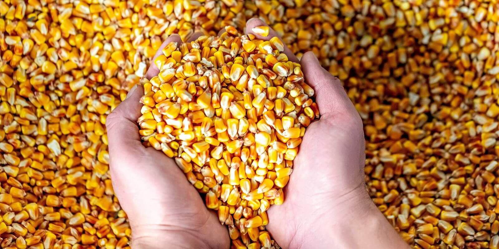 Запрет на экспорт кукурузы из Молдовы - AgroExpert.md