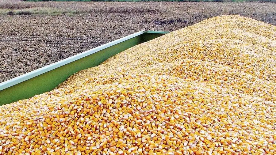 Asociația „AGROCEREALE” solicită urgent deblocarea parțială a exportului de porumb