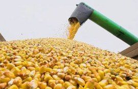 pretul-la-porumb- AgroExpert.md