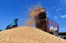 Экспорт пшеницы из Индии - AgroExpert.md