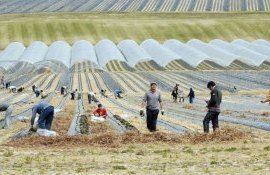 cultivatori-bulgari-de-fructe- AgroExpert.md