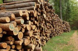 export-de-lemn-interzis- AgroExpert.md