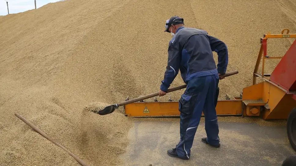 Снижение экспорта зерна из России - AgroExpert.md