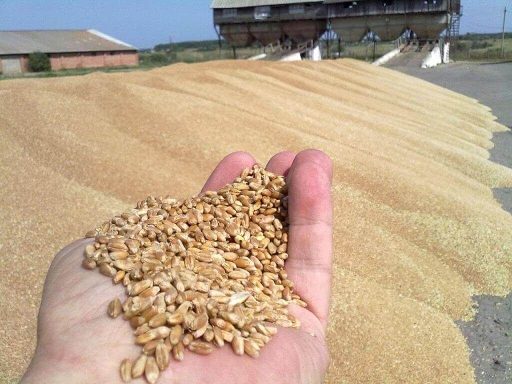 Экспорт пшеницы из Европы - AgroExpert.md