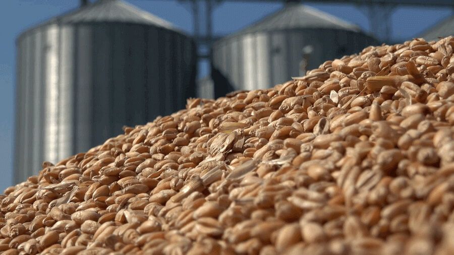 Активные закупки зерна - AgroExpert.md