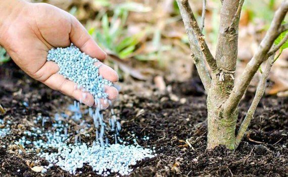 fertilizare-la-pomi- AgroEpert.md