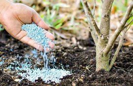 fertilizare-la-pomi- AgroEpert.md