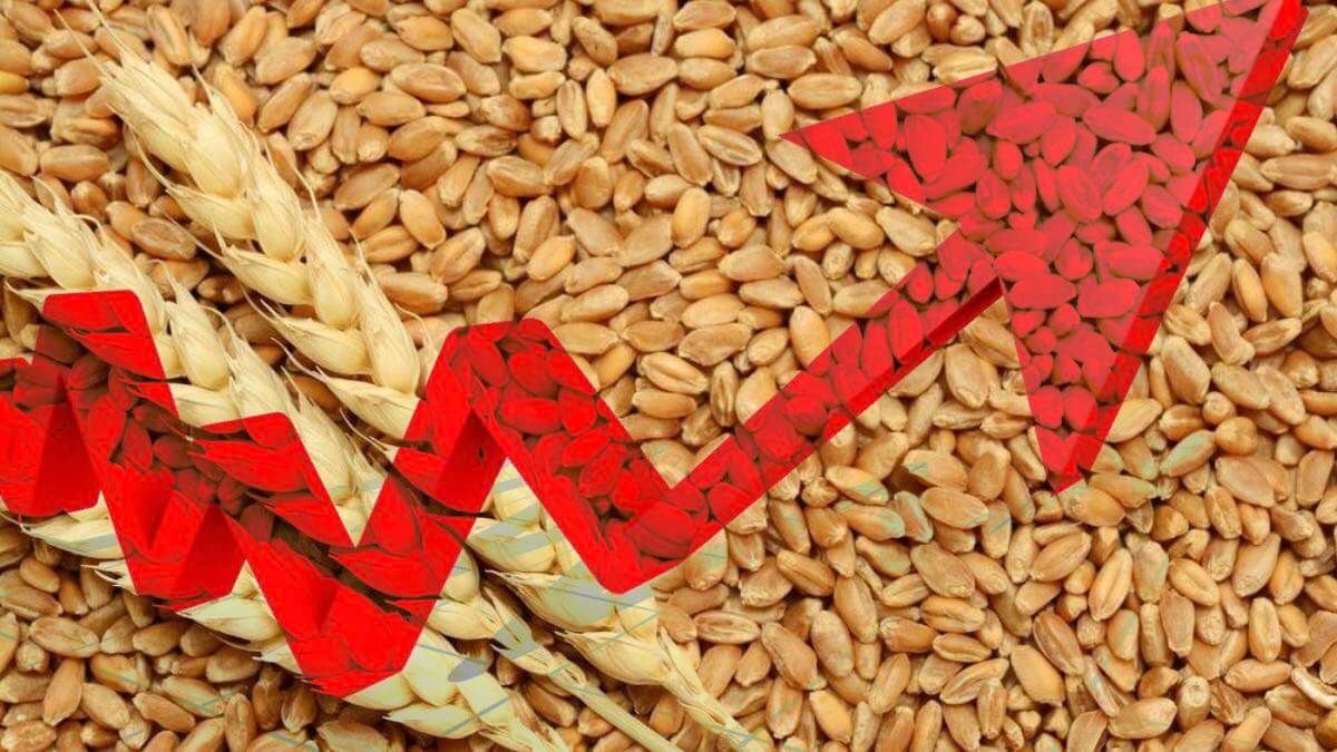 Скачок цен на пшеницу - AgroExpert.md