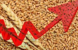 Скачок цен на пшеницу - AgroExpert.md