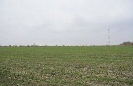 Борис Боинчан: «Необходим мониторинг каждого поля, спешить с подкормкой и пересевом озимых не стоит» 