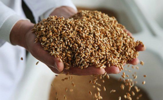 Экспорт зерна из Украины - AgroExpert.md