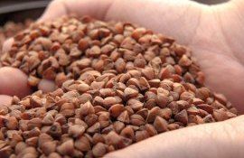 hrisca-din-Ucraina- AgroExpert.md