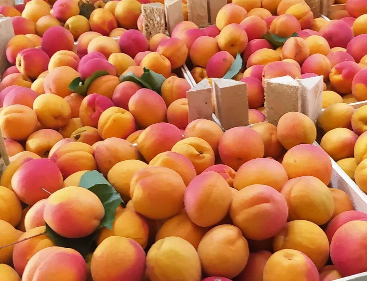 Экспорт абрикосов из Молдовы - AgroExpert.md