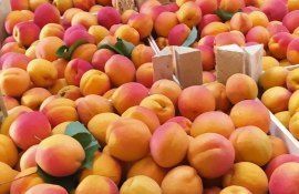 Экспорт абрикосов из Молдовы - AgroExpert.md
