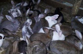 Carne de iepure vinzare - AgroExpert.md